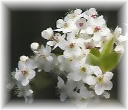 small blossoms photo: Small white blossoms... whiteblossomssmall.jpg