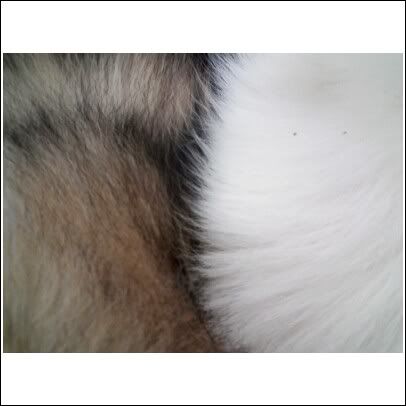 fur