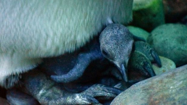 king-penguin-chick-hatches-at-calgary-zoo_zpssd4coolf.jpg