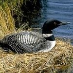 loon-av5_zpsyynrp3dd.jpg