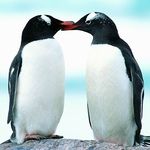 penguin-luv-av2_zpsc76b1eb4.jpg
