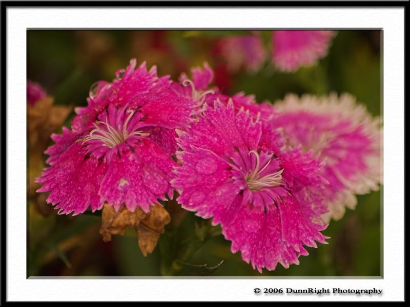 IMAGE: http://i17.photobucket.com/albums/b67/HerbD/Flora/2801Framed.jpg