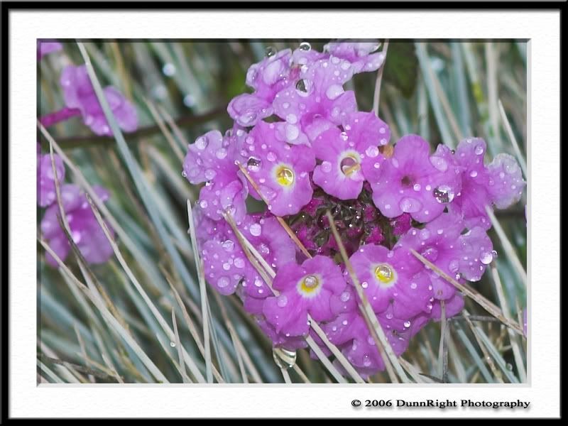 IMAGE: http://i17.photobucket.com/albums/b67/HerbD/Flora/2828Framed.jpg