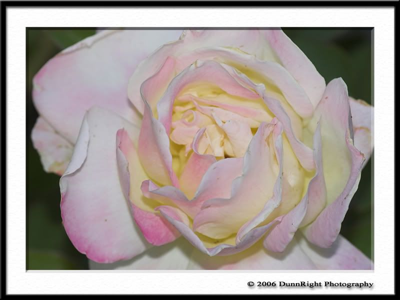 IMAGE: http://i17.photobucket.com/albums/b67/HerbD/Flora/3238Framed.jpg