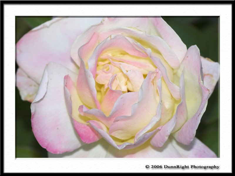 IMAGE: http://i17.photobucket.com/albums/b67/HerbD/Flora/3238Framed2.jpg