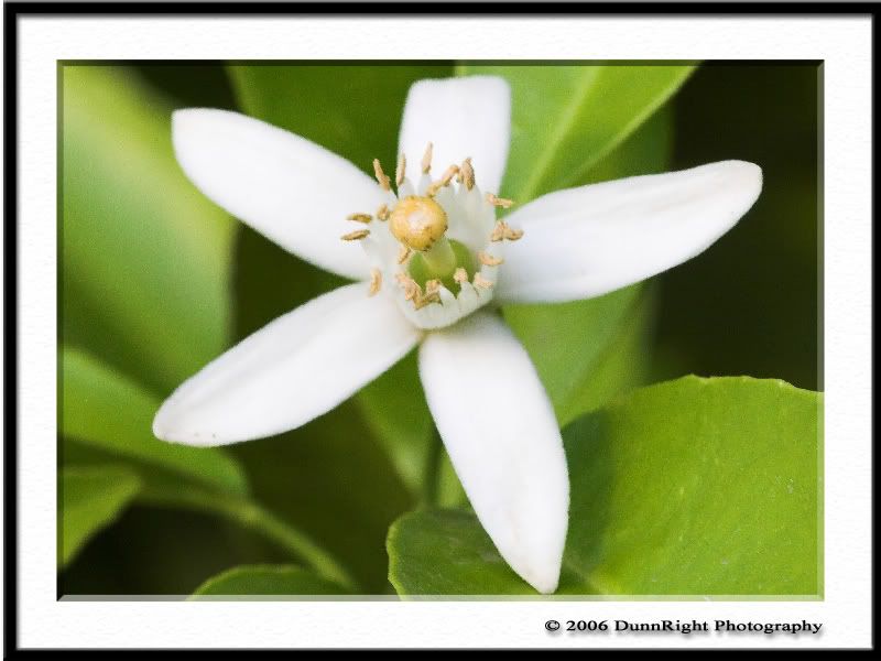 IMAGE: http://i17.photobucket.com/albums/b67/HerbD/Flora/OrangeBlossom.jpg
