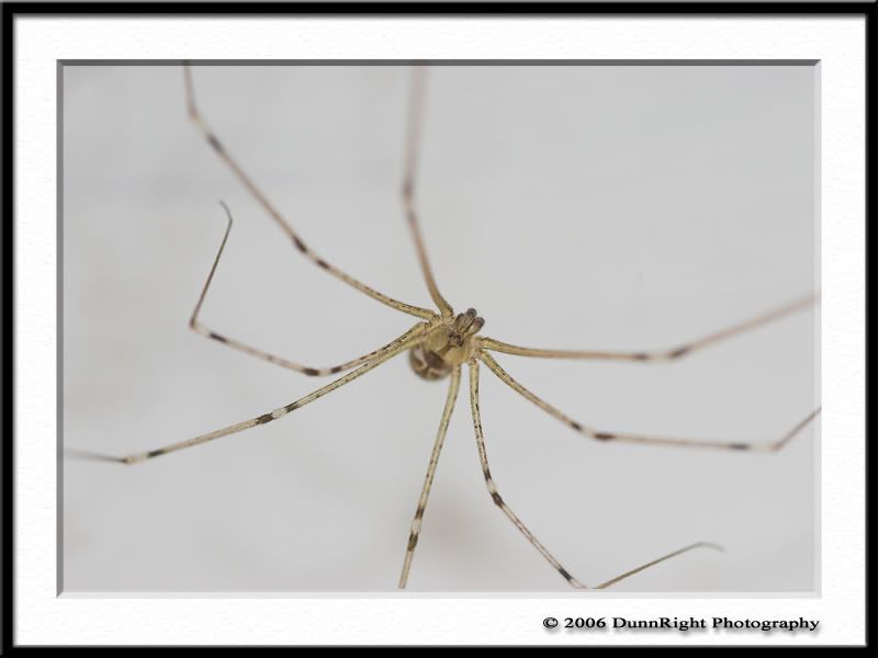 IMAGE: http://i17.photobucket.com/albums/b67/HerbD/Macro/3281Framed.jpg