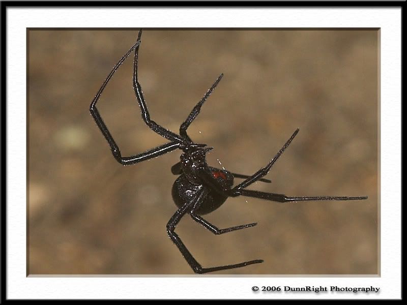 IMAGE: http://i17.photobucket.com/albums/b67/HerbD/Macro/3459Framed.jpg