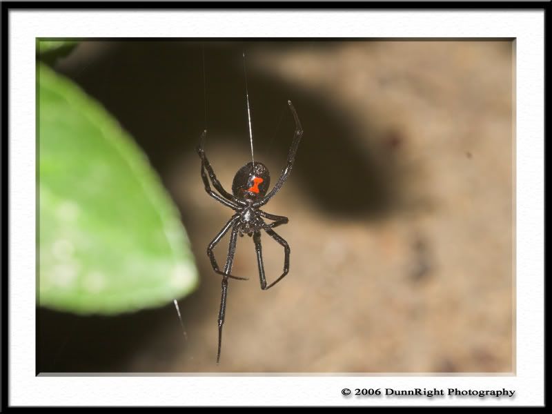 IMAGE: http://i17.photobucket.com/albums/b67/HerbD/Macro/3469Framed.jpg