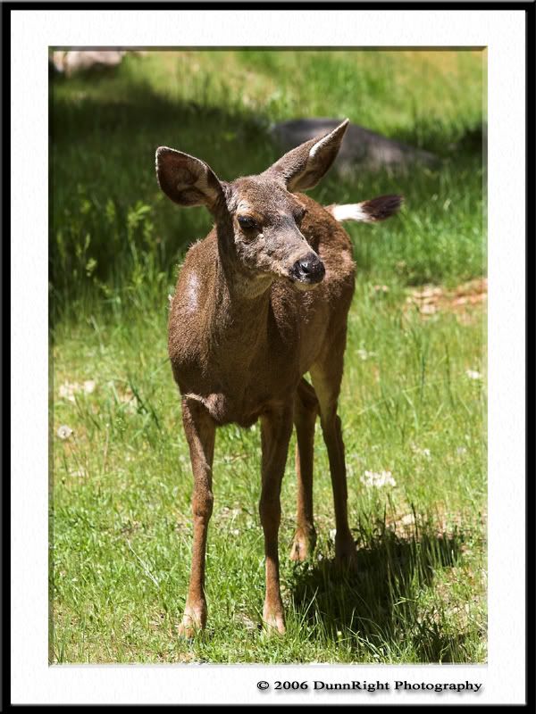 IMAGE: http://i17.photobucket.com/albums/b67/HerbD/Wildlife/1600Framed.jpg