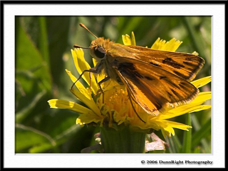 IMAGE: http://i17.photobucket.com/albums/b67/HerbD/Wildlife/3176Framed.jpg