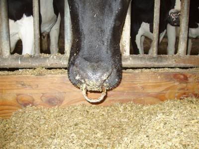 koe met neus piercing cow with nose piercing