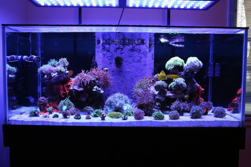 aquarium20008 zps1ipthq2s - Foxhole's DSA 105