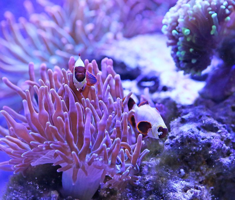 aquarium20253 e zpsttw7hmwp - Foxhole's DSA 105