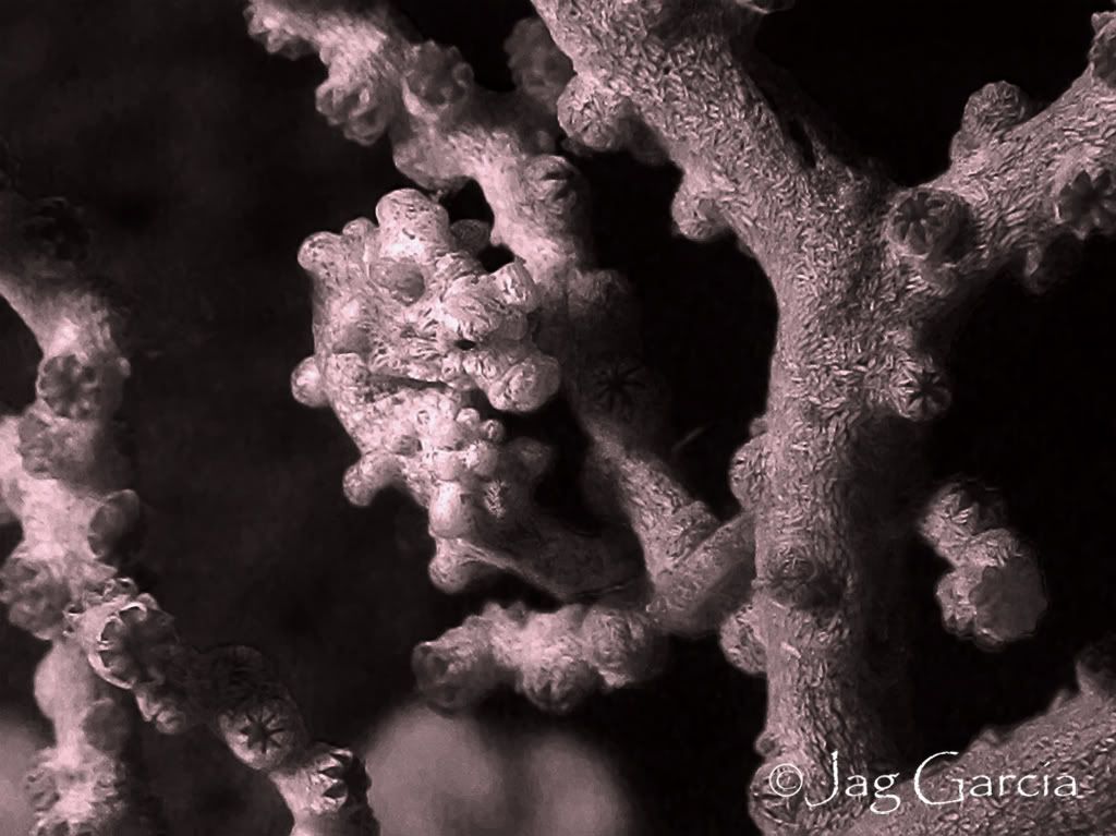 pygmyseahorse-1024.jpg