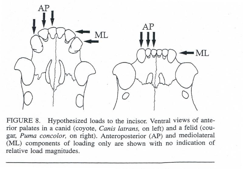 http://i17.photobucket.com/albums/b67/reddhole/IncisorStudy10.jpg