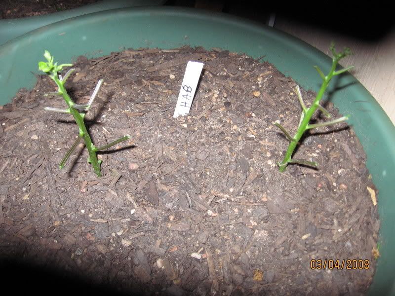 Do Rats Eat Garden Plants Eklund Native Species Garden