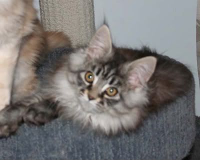 Maine Coon Kittens - Cats