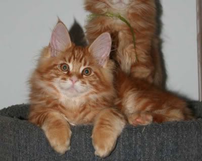 Maine Coon Kittens - Cats