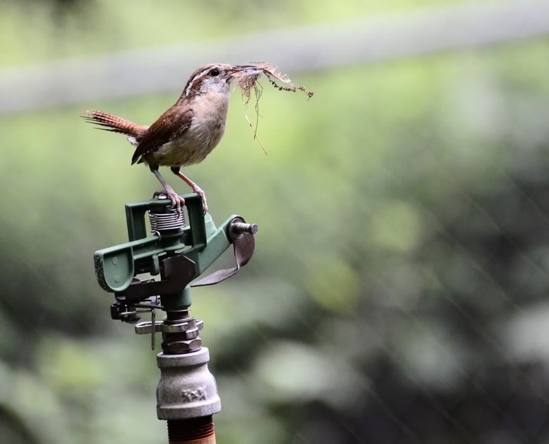 SprinkWren46.jpg