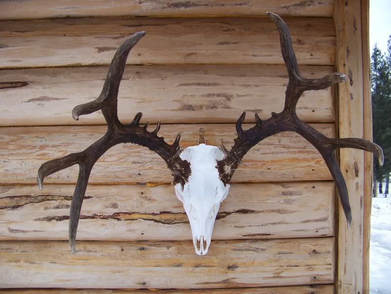 PYMulie09008.jpg