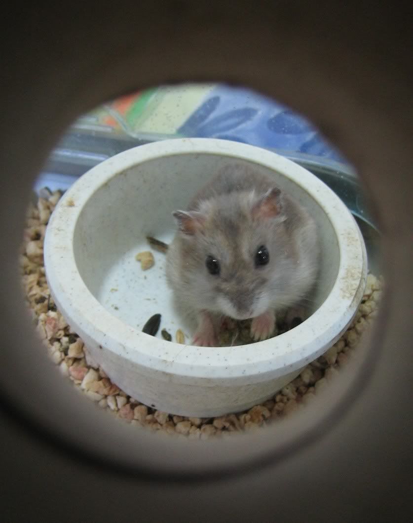 Image hosted by Photobucket.com