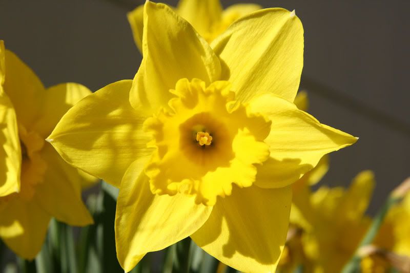 IMAGE: http://i17.photobucket.com/albums/b70/porgers/flower1.jpg