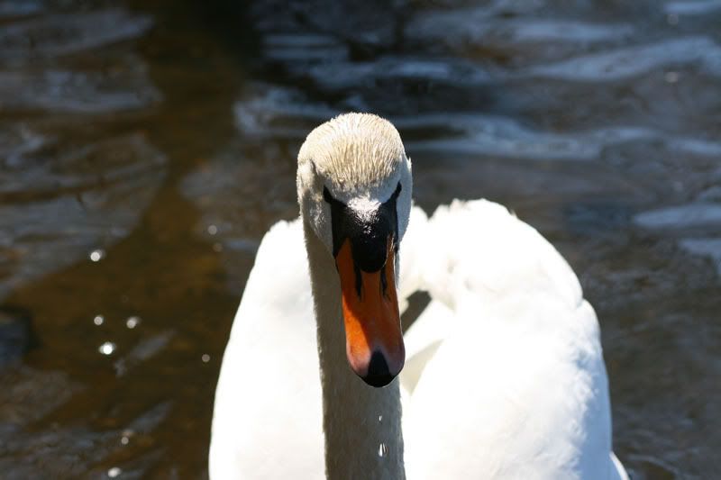 IMAGE: http://i17.photobucket.com/albums/b70/porgers/swan.jpg