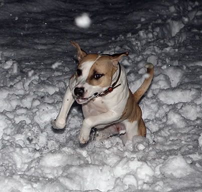 IMAGE: http://i17.photobucket.com/albums/b72/cdpits/CalySnow1-1.jpg