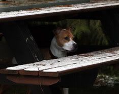 IMAGE: http://i17.photobucket.com/albums/b72/cdpits/TessaPeek.jpg