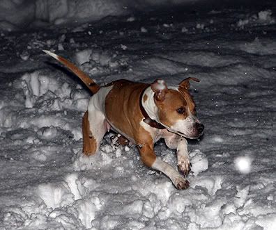 IMAGE: http://i17.photobucket.com/albums/b72/cdpits/TessaSnow1.jpg