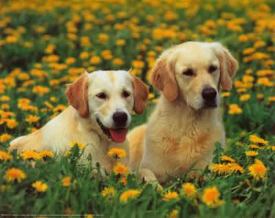 Golden retrievers