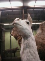 Llama