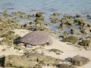 Tiệm Bánh Bao Thọ Phát - 78 Nguyễn Tri Phương Q5