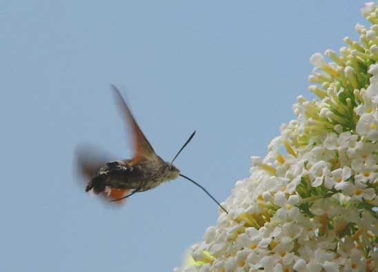 Photobucket - Video and Image Hosting