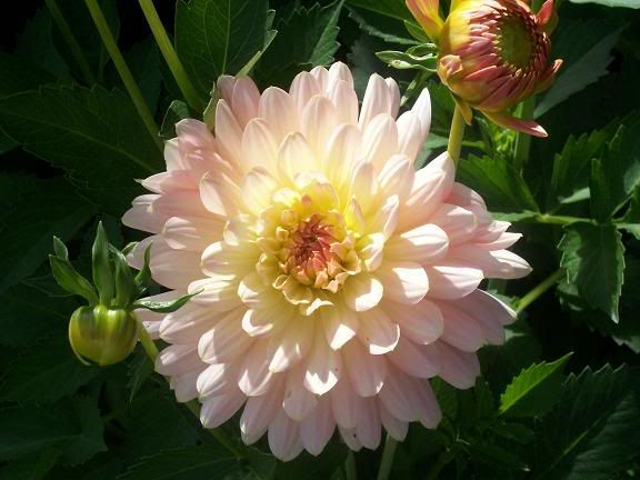 Photobucket - Video and Image Hosting