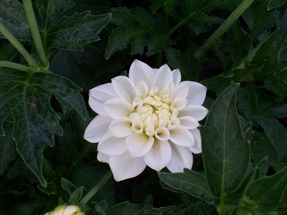 Photobucket - Video and Image Hosting