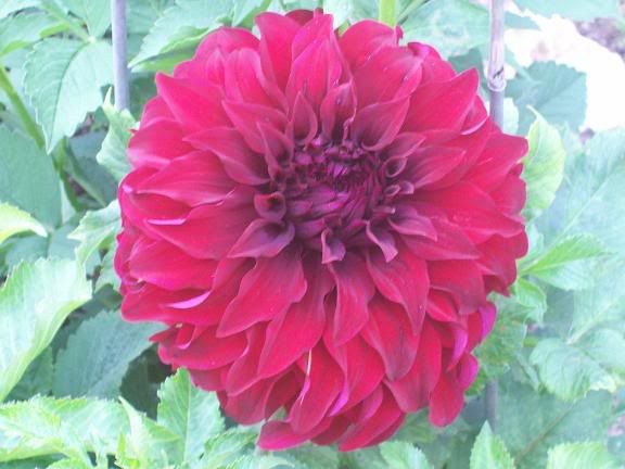 Photobucket - Video and Image Hosting