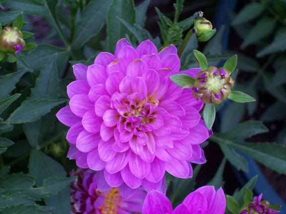 Photobucket - Video and Image Hosting