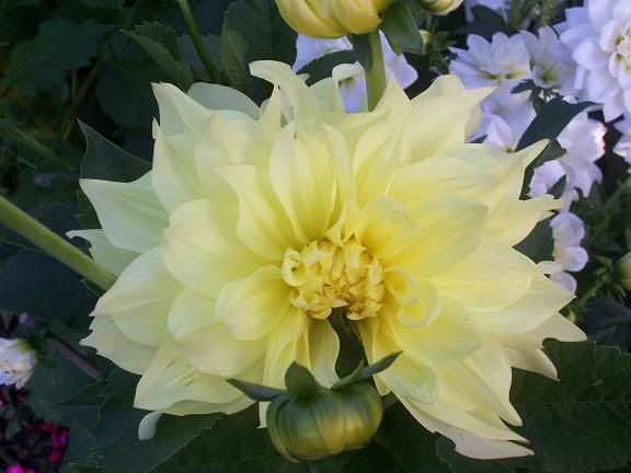 Photobucket - Video and Image Hosting