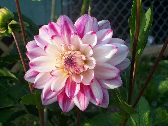 Photobucket - Video and Image Hosting