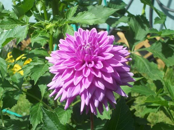 Photobucket - Video and Image Hosting