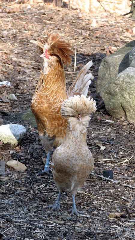 Whats The Most Beautiful Chicken Breed That Is Nice