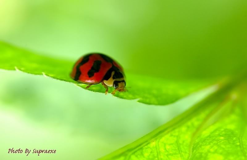 Image hosting by Photobucket