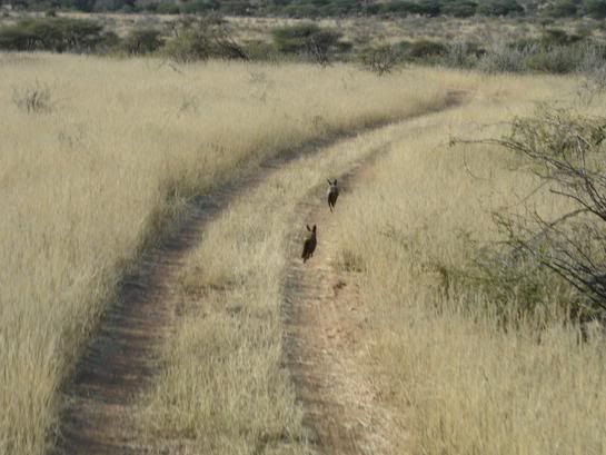 http://i17.photobucket.com/albums/b76/BikerFry/Namibia-5-20-05-020.jpg