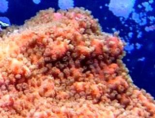 orangeencrustingmontipora.jpg