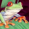 4762.jpg Tree Frog image by skillfire