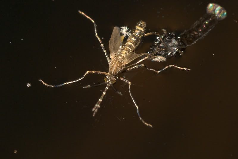 DSC_3811.jpg