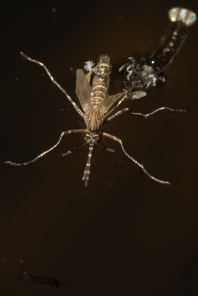 DSC_3812.jpg