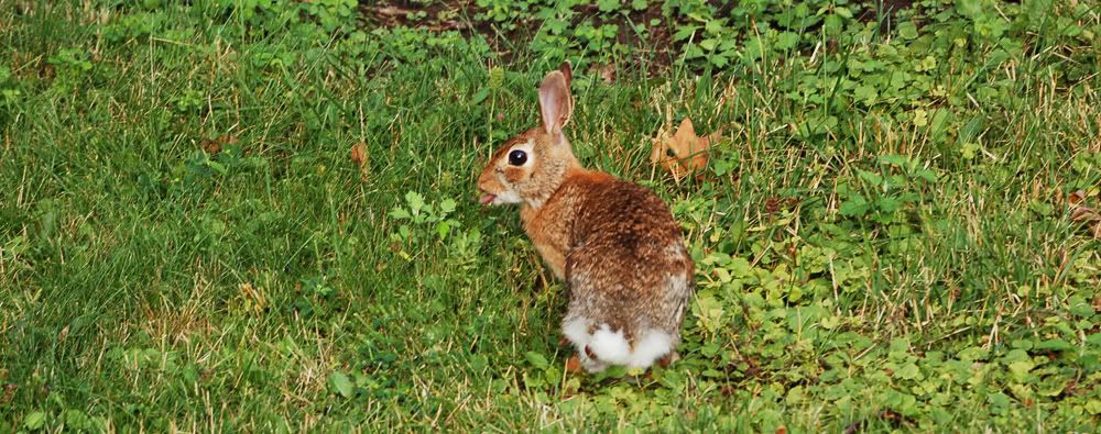 http://i17.photobucket.com/albums/b78/adamEthan/bunny_tongue.jpg